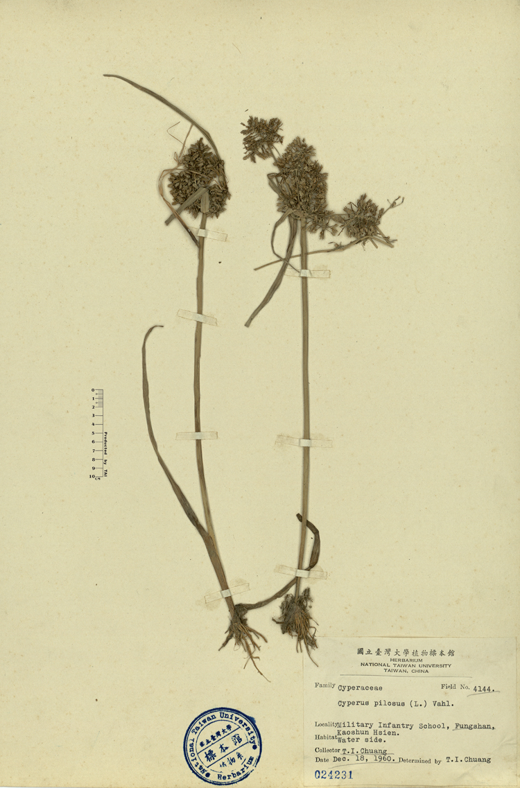 種草英文求告知 種草 的英文表達方式 Lwovby