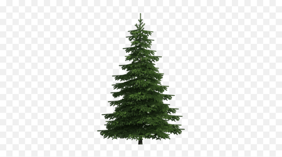 Realistic Pine Tree Png Clip Art Transparent Pine Tree Png Emoji,Pine