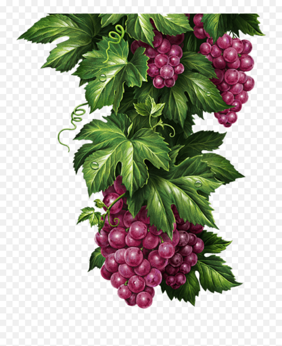 Mq Grape Grapes Purple Hanging Fruit Illustration Emoji,Grape Emoji