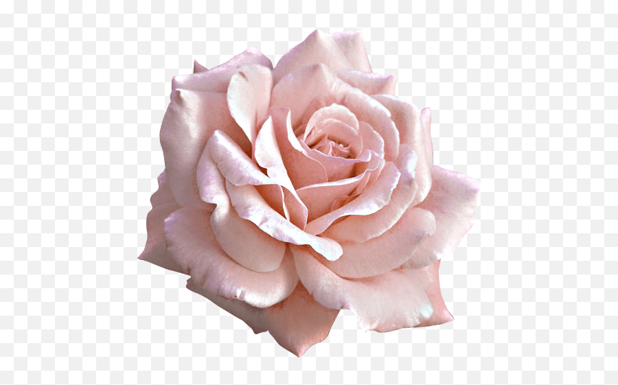 Pink Rose Tattoos Light Pink Rose Png Emoji,Pink Rose Emoji free