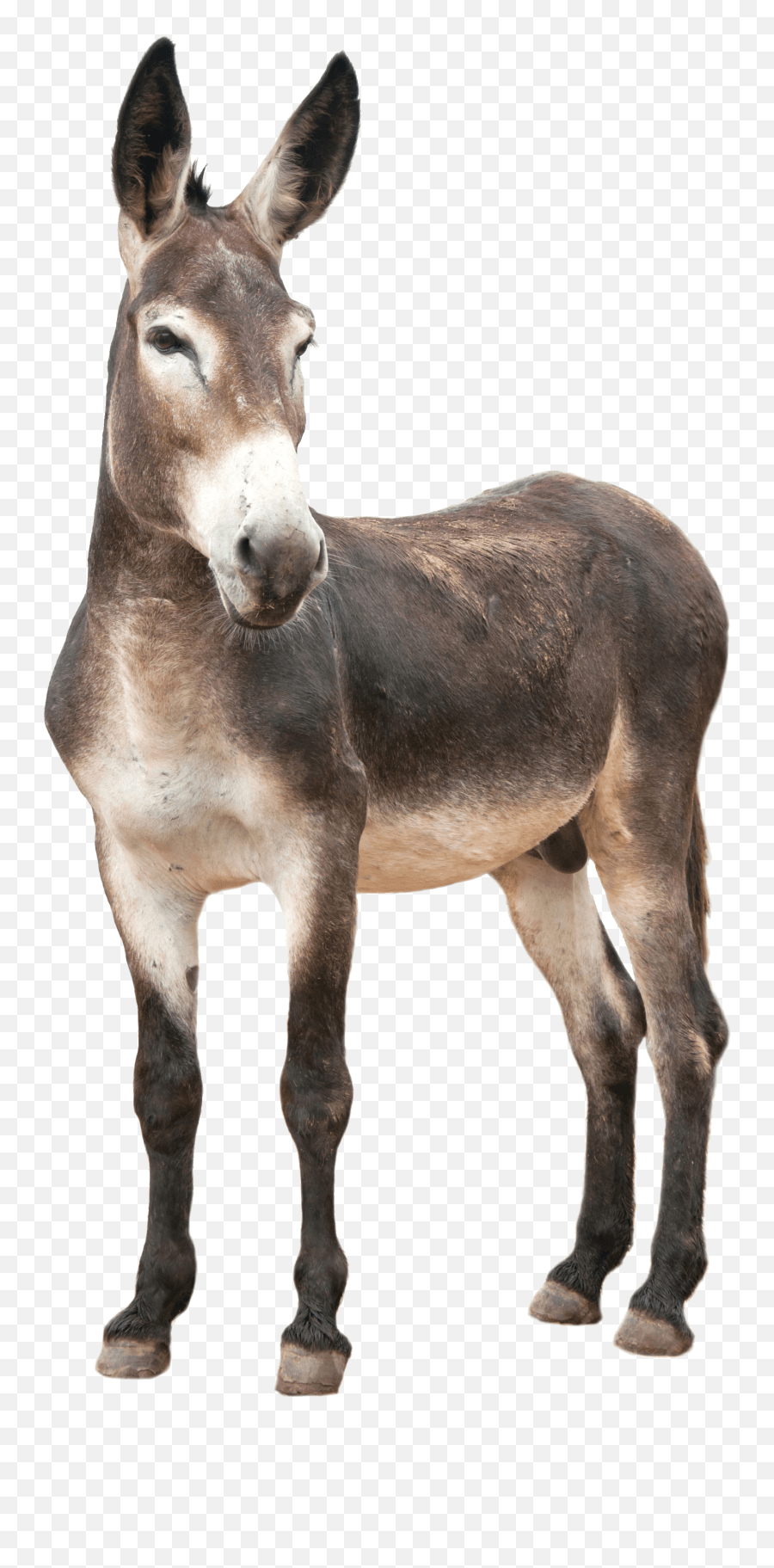 Donkey Png Images Free Download Donkey Png Emoji,Donkey Emoji