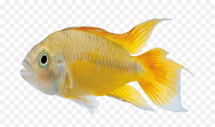 Carassius Auratus Marine Biology Goldfish Emoji,Tropical Fish Emoji