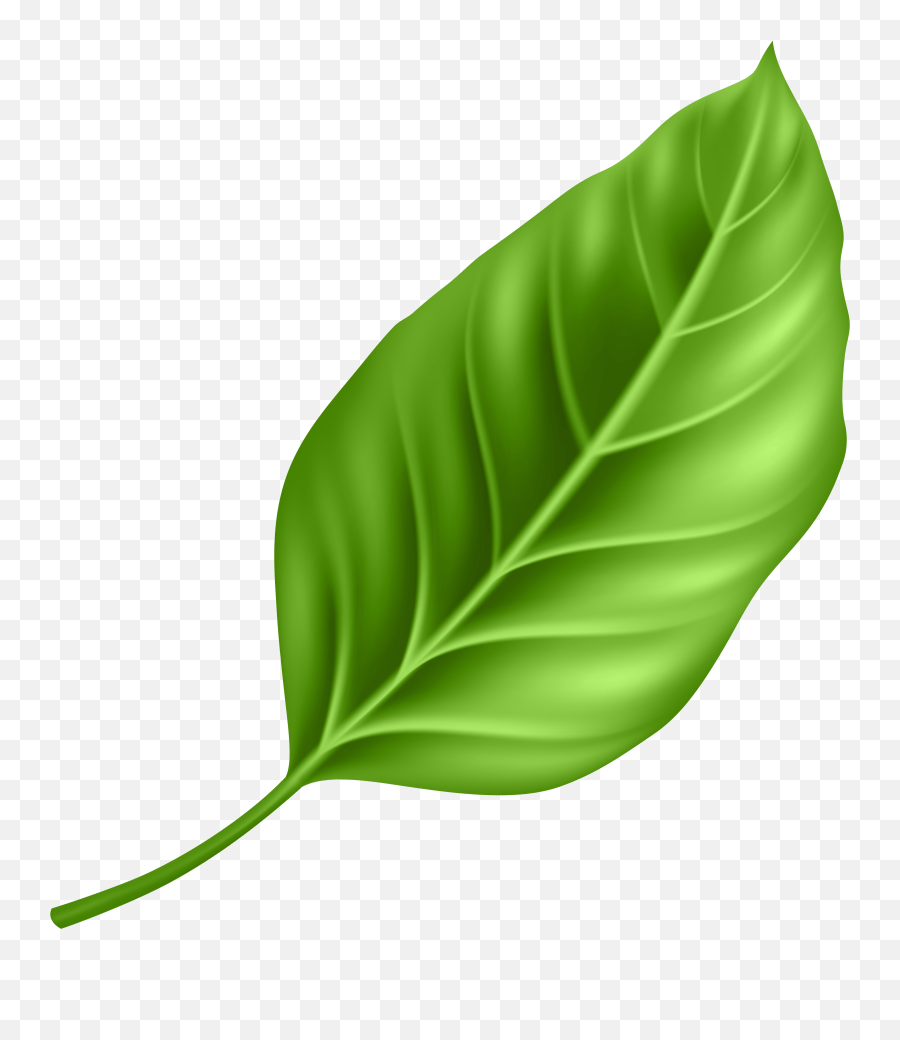 Clipart Png Leaf Emoji,Basil Emoji free transparent emoji