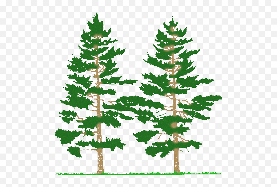 Pine Tree Clip Art Black And White Clipart Image Farming Simulator