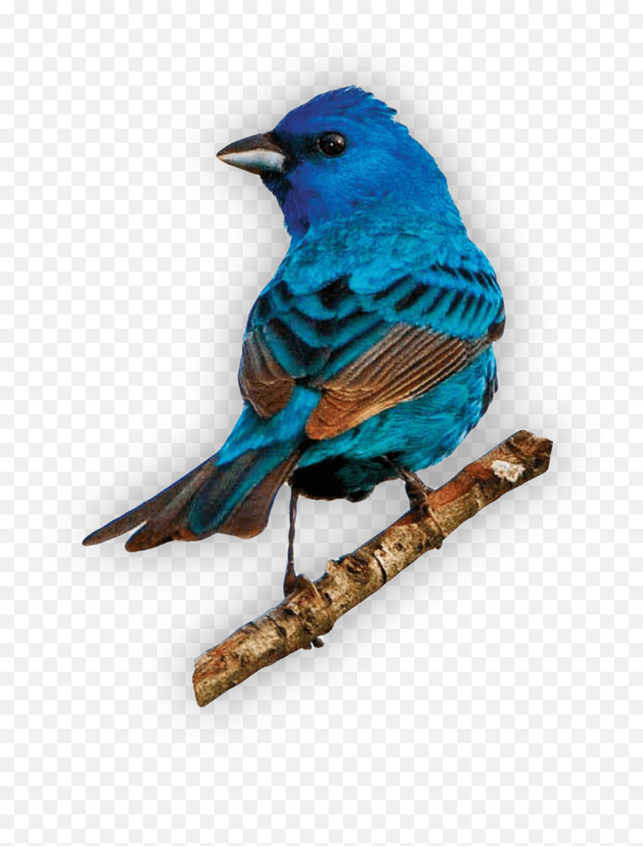 Popular And Trending Bluebird Stickers On Picsart Indigo Bunting