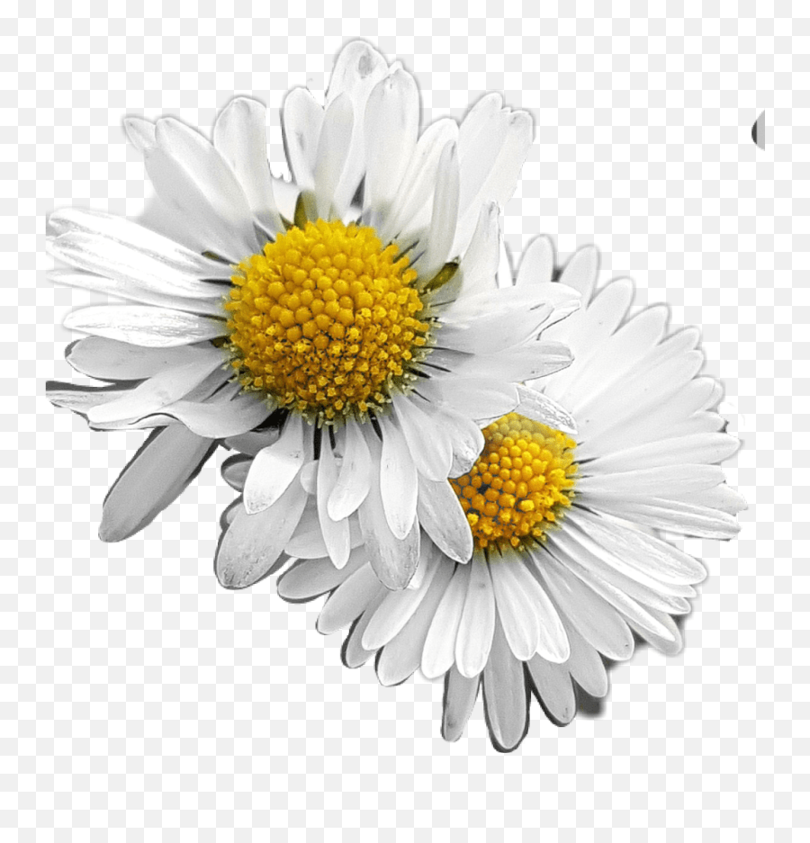 Fiori Flower Margherite Nature Daisy Emoji,Titty Emoji free