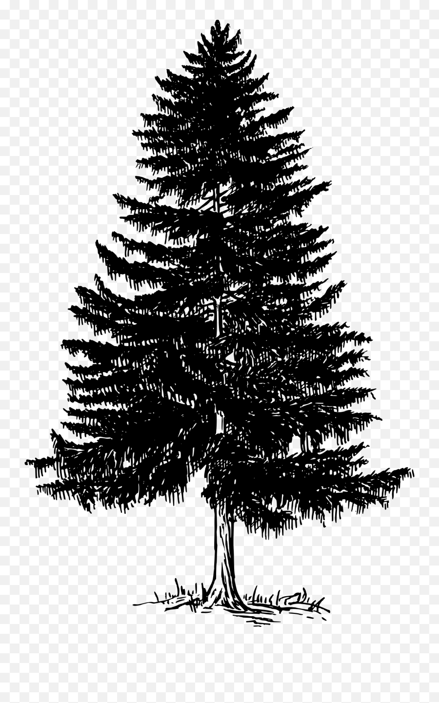 Vector Fine Tree Transparent Png Clipart Free Evergreen Tree