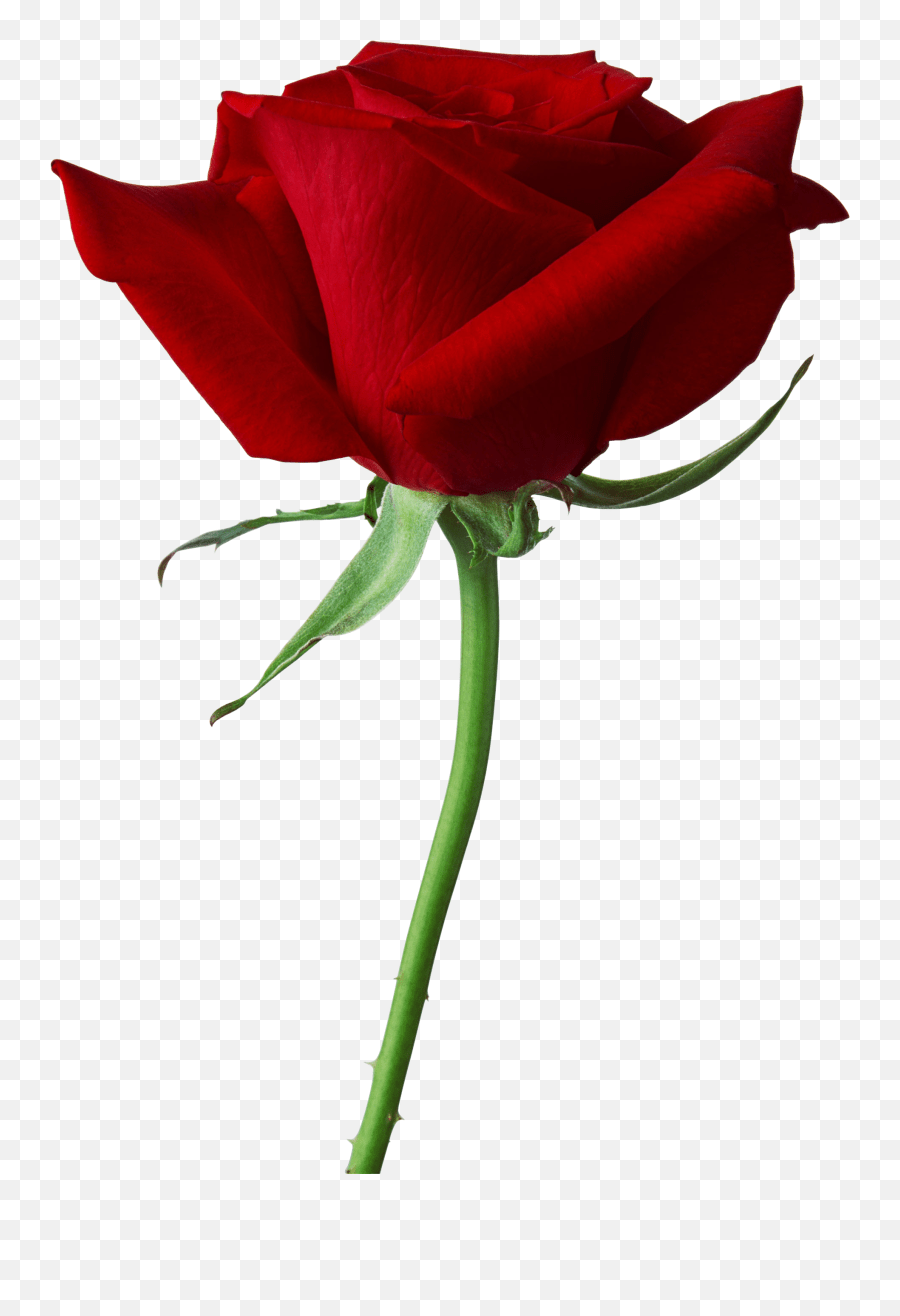 Download Free Png Rose Png Rouge Emoji,Rose Emoji Png free