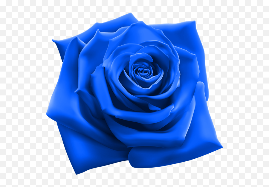 Pin By Rusa Amirejibi On Blumen Red Ro 1639418 Png Transparent