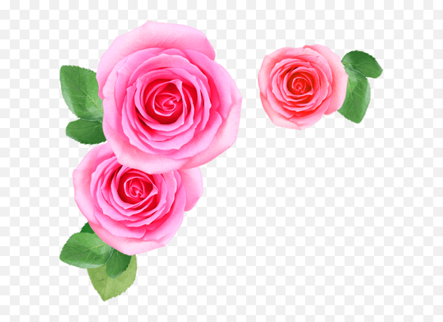 Flower Images Download Rose Flowers Png Image Download Emoji,Pink
