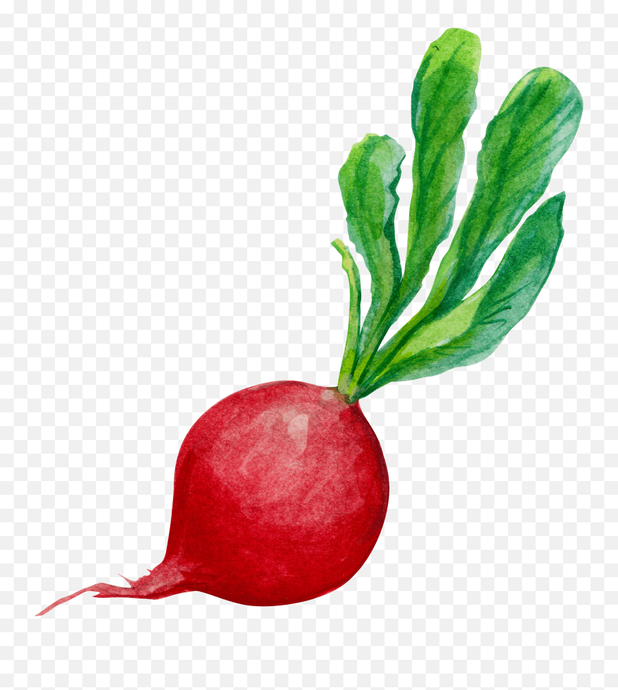 Radish Png Radish Png Emoji,Too Sweet Emoji free transparent emoji