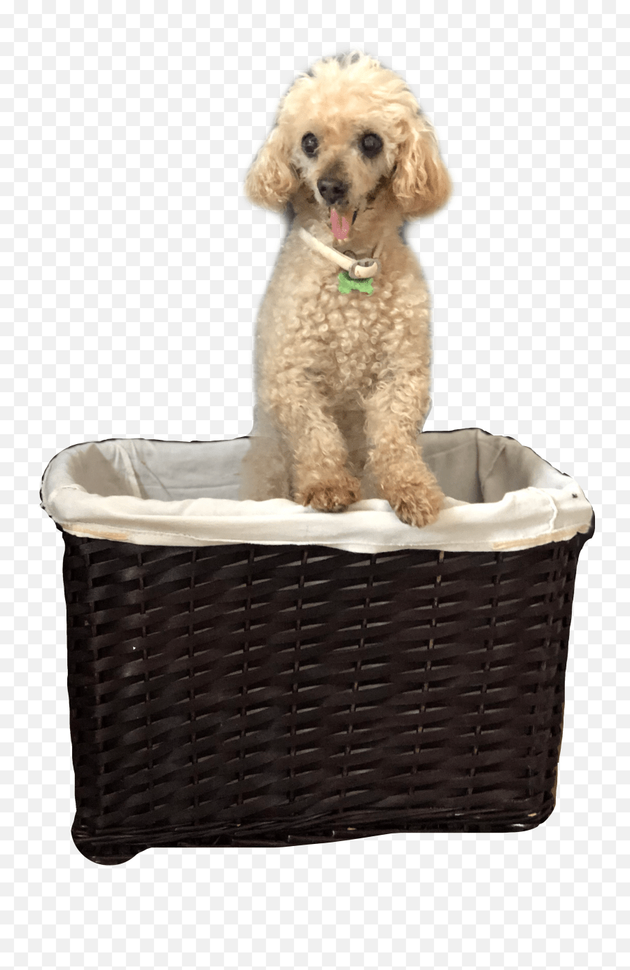 Edit Dog Bed Emoji,Coffee Poodle Emoji free transparent emoji