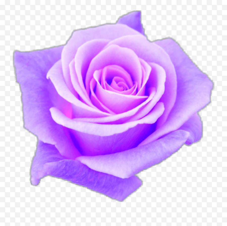 Download Purple Rose Png Aesthetic Images Purple Background Emoji
