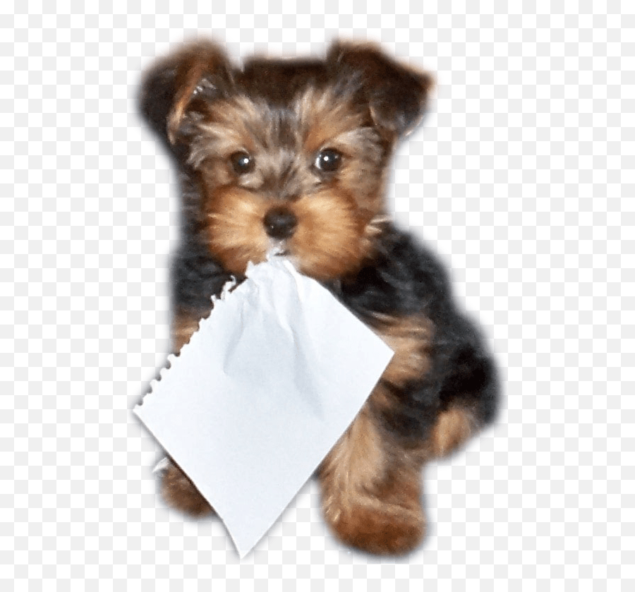 Pet Letters Homepage Vulnerable Native Breeds Emoji,Guess The Emoji