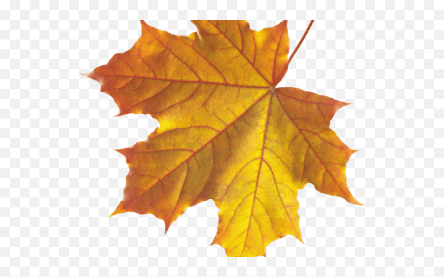 Real Fall Leaves Png Transparent Realistic Falling Leaves Png Emoji