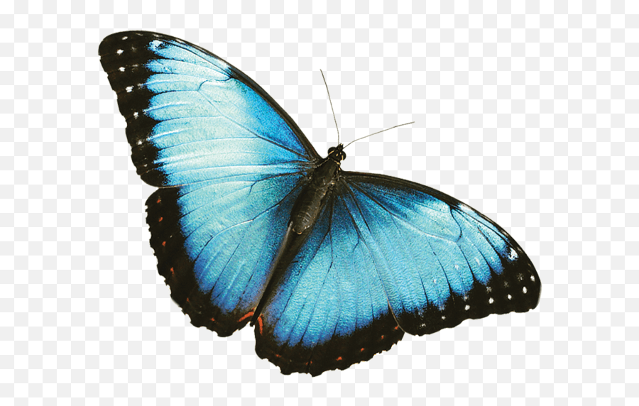 Blue Butterflies Png Picture Blue Butterfly Transparent Background