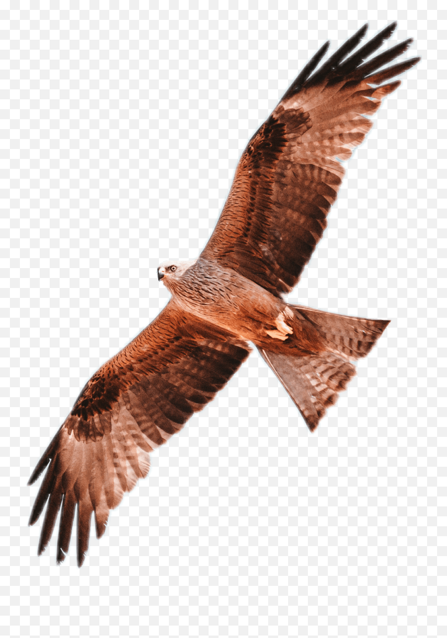 Bird Nature Eagle Hawk Sky Flying Calling From Ancestors Emoji,Hawk Emoji free transparent