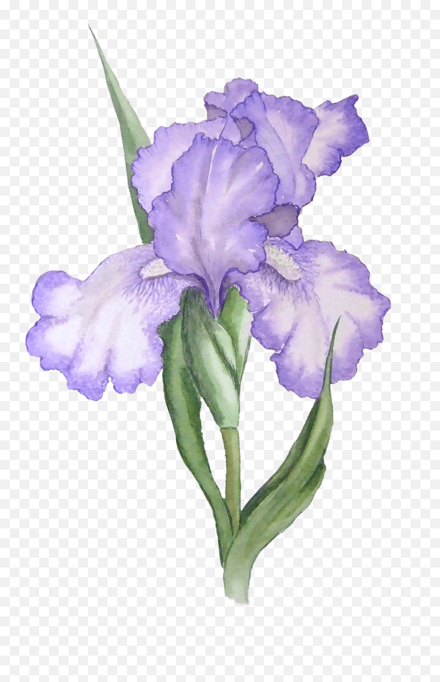 Iris Clipart Iris Flower Png Watercolor Emoji,Iris Emoji free