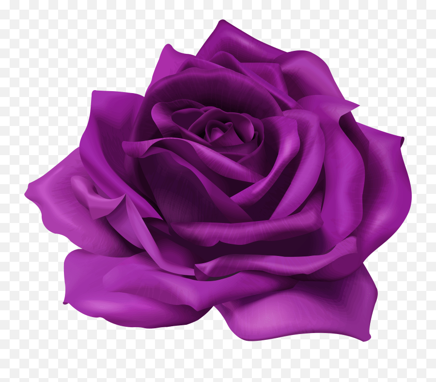 Lavender Purple Rose Png U0026 Free Lavender Purple Rosepng