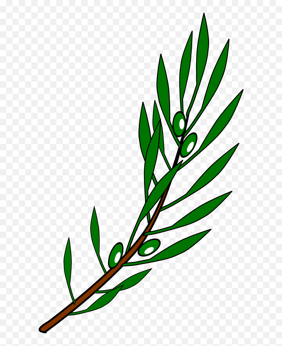Olive Branch Drawing Clipart Olive Branch Transparent Background