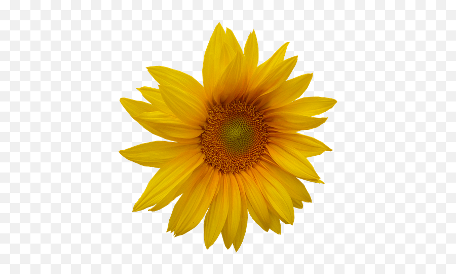 Free Transparent Yellow Flower Sun Flower Emoji,Yellow Flower Emoji