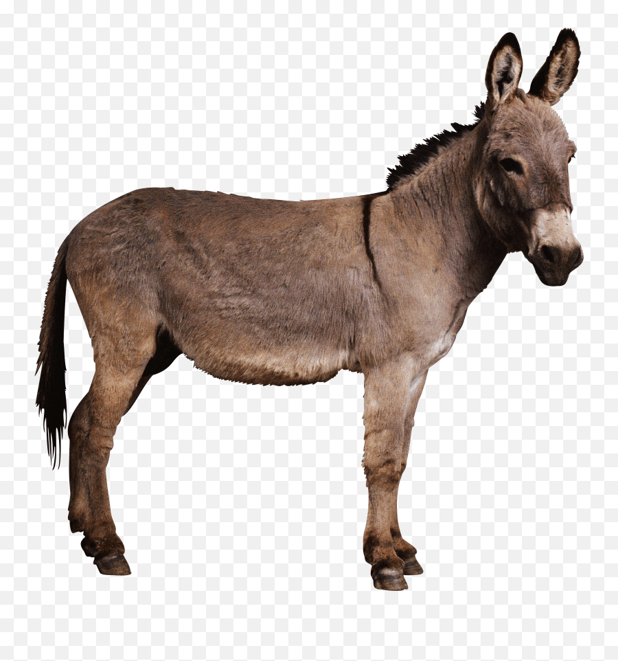 Donkey Mule In Donkeys America Clipart Emoji,Donkey Emoticon free