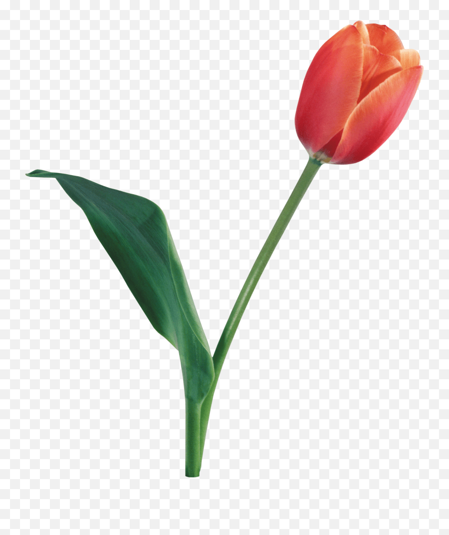Tulip Tulip Real Flower Png Emoji,Tulip Emoji free transparent emoji