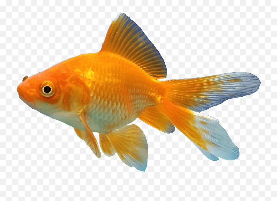 Koi Fish Sticker By Roniahamodi Goldfish Png Emoji,Koi Fish Emoji