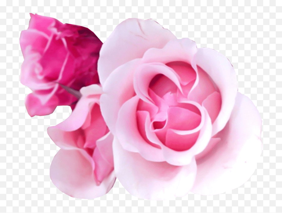 Pink Rose Psd Official Psds Pink Rose Psd Emoji,Pink Rose Emoji