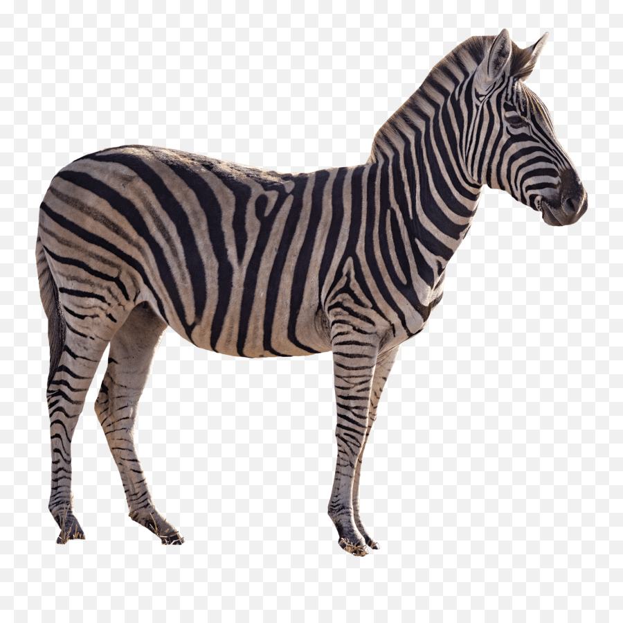 Pin Emoji,Zebra Emoji free transparent emoji
