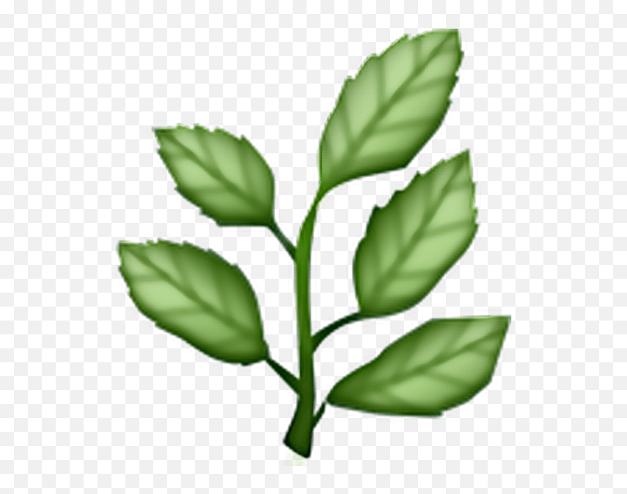 Leaf Plant Plants Emoji Green Aesthetic Herb Emoji Png,Plant Emoji
