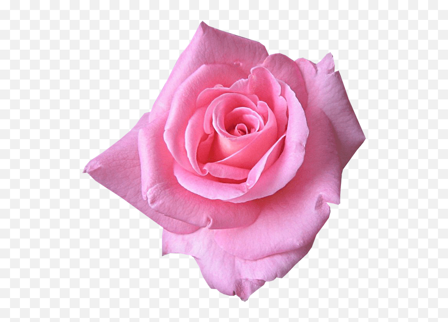 Pink Rose Psd Official Psds Pink Rose Emoji,Pink Rose Emoji free