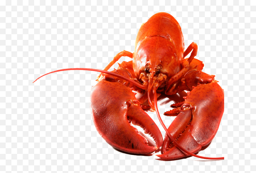 Lobster Png Transparent Image Transparent Background Lobster Png