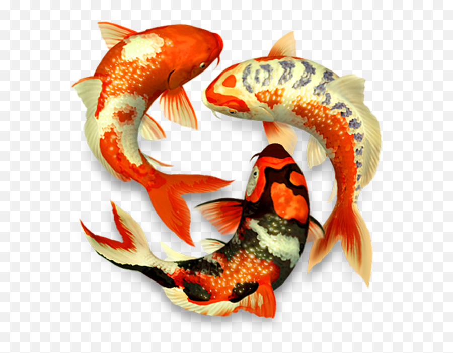 Koi Fish Koifish Sticker By Franzi Colorful Koi Fish Png Emoji,Koi