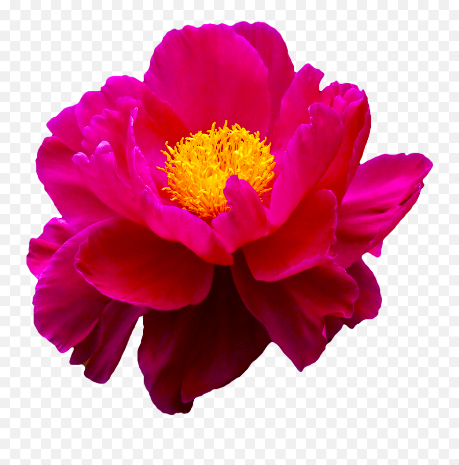 9 Flower Bouquet Emoji Flower,Bouquet Emoji free transparent emoji