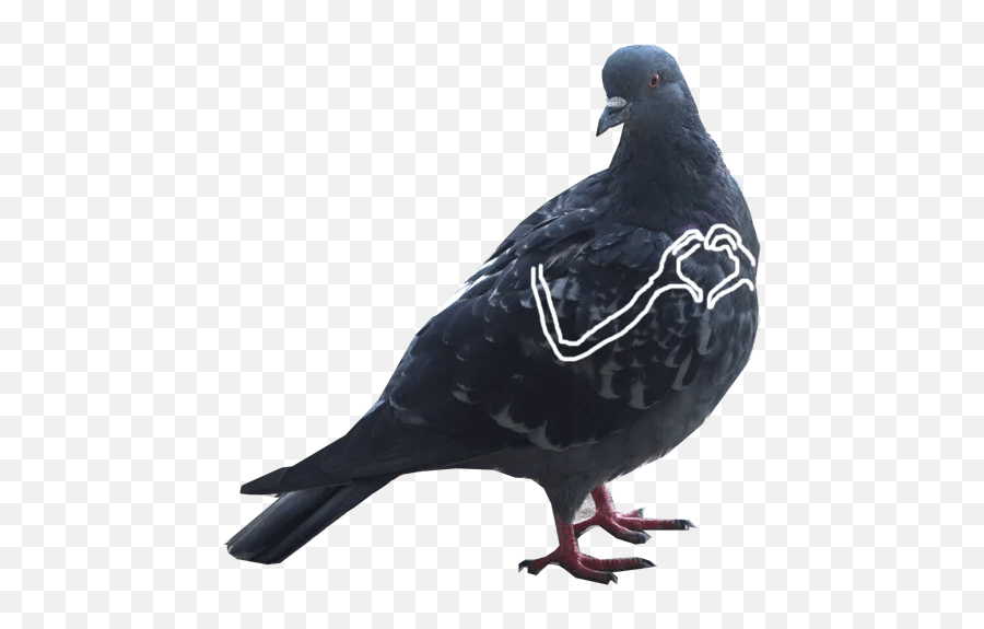 Pigeon With Hands Stickers For Whatsapp Pigeons With Hands Stickers