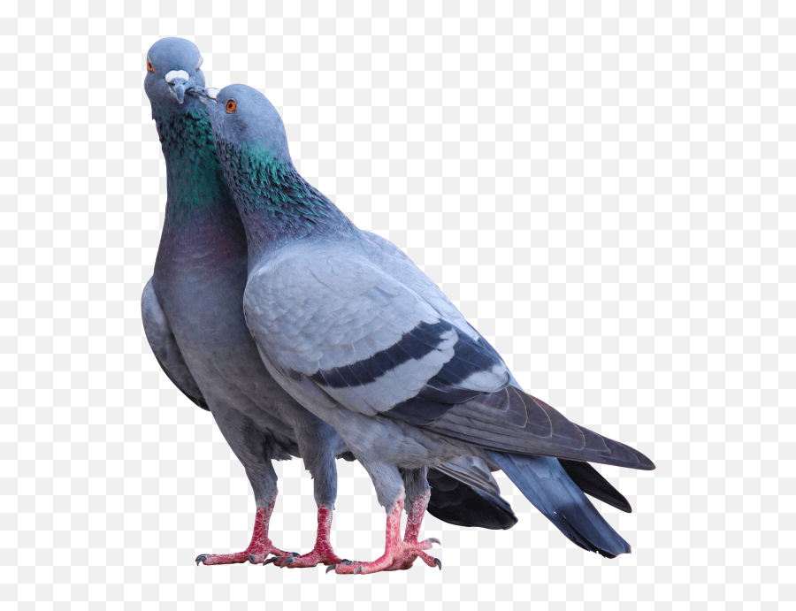 Pigeon Pictures Png Image Beautiful Pigeons Emoji,Pigeon Emoji free