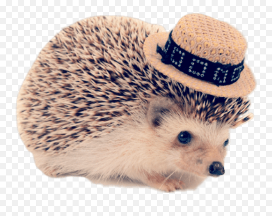Hedgehog Freetoedit Cute Nature Emoji,Hedgehog Emoji free transparent