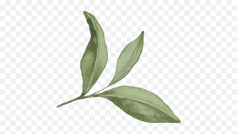 Two Leaves And A Bud Organic Tea Tea Leaves Gif Emoji,Leaves Emoji