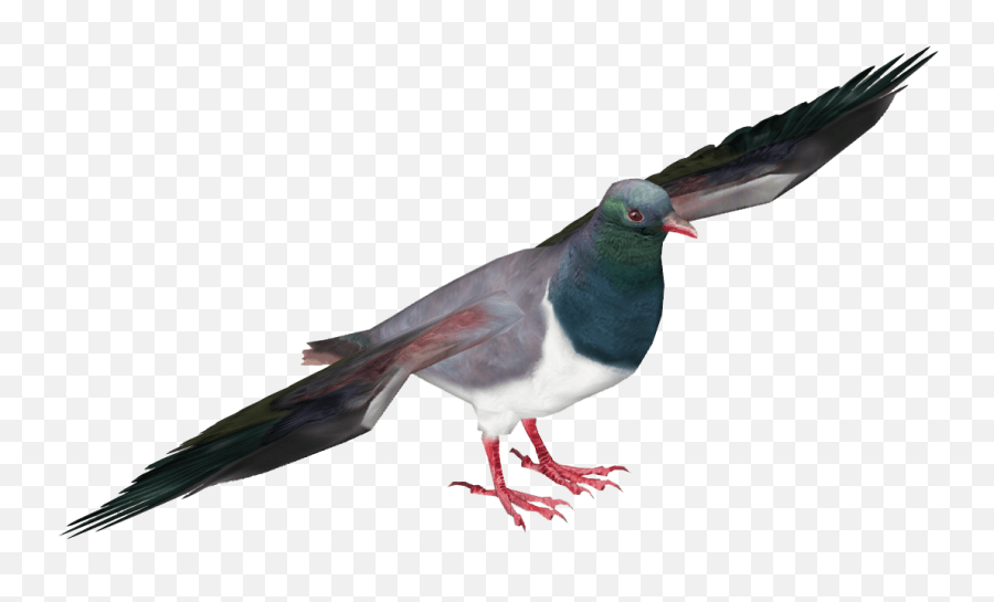 Pigeon Png Images Free Pigeon Png Pictures Download Typical Pigeons