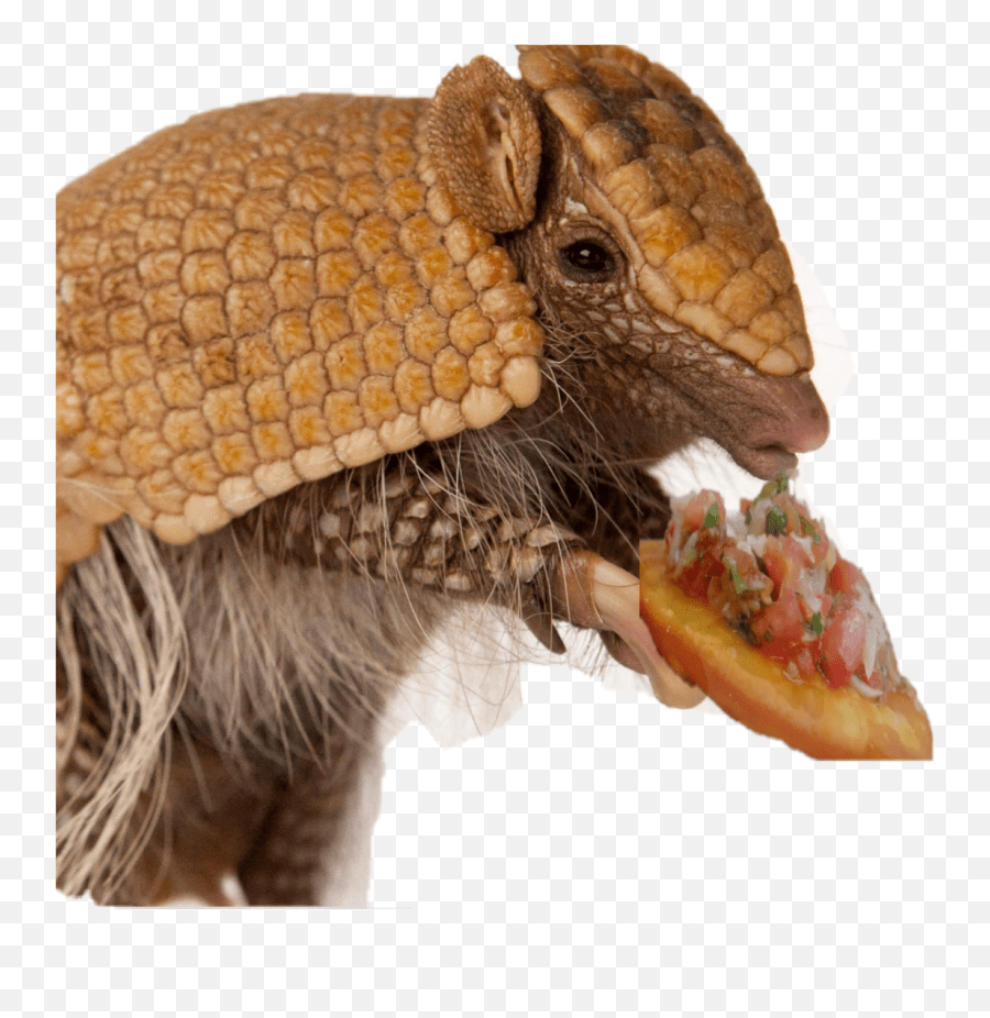Armadillo Three Banded Armadillo Emoji,Armadillo Emoji free