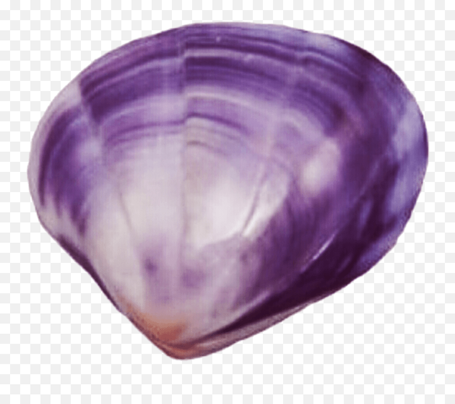 Clam Vector Transparent Png Clipart Purple Seashell Png Emoji,Clam