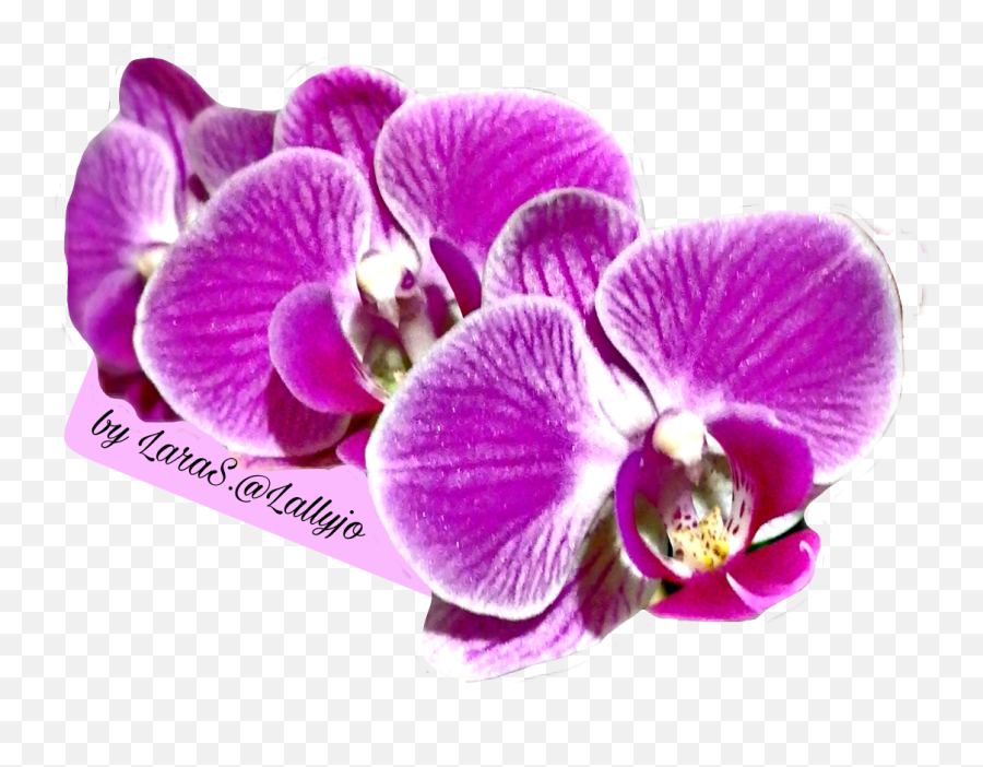Orchid Flower Fuchsia Color Phalaenopsis Sanderiana Emoji,Orchid