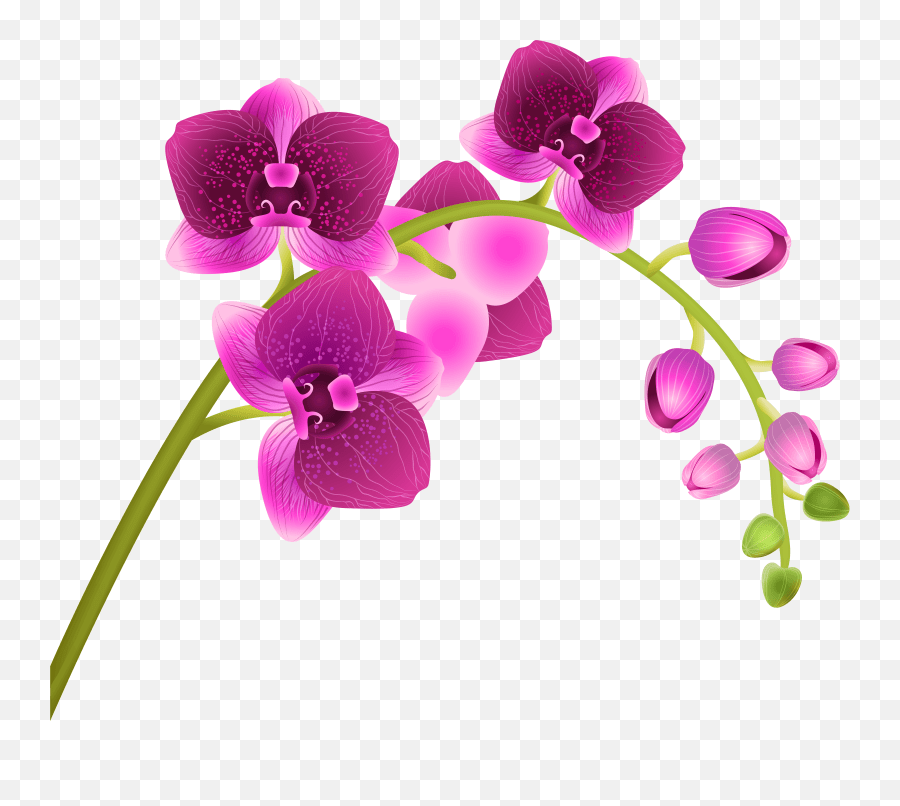 Flower Clipart Orchid Transparent Background Orchid Clip Art Emoji