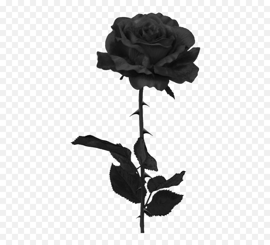 Roses Black And White Transparent Png Clipart Free Transparent
