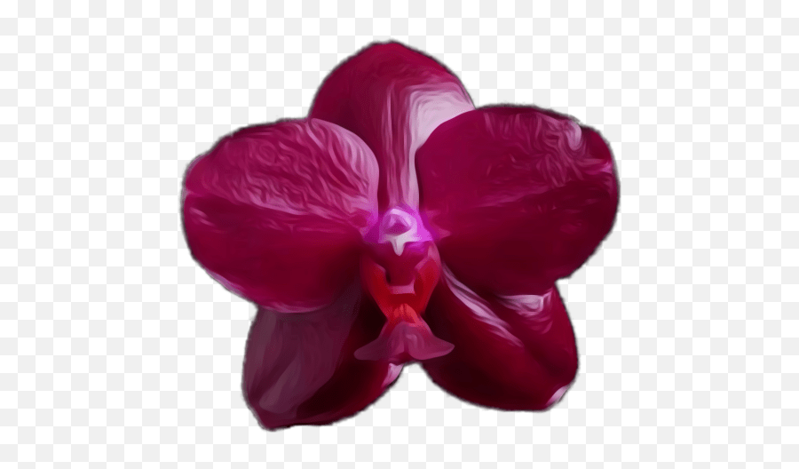 Phalaenopsis Orchid Orchids Orchidaceae Moth Orchid Emoji,Orchid