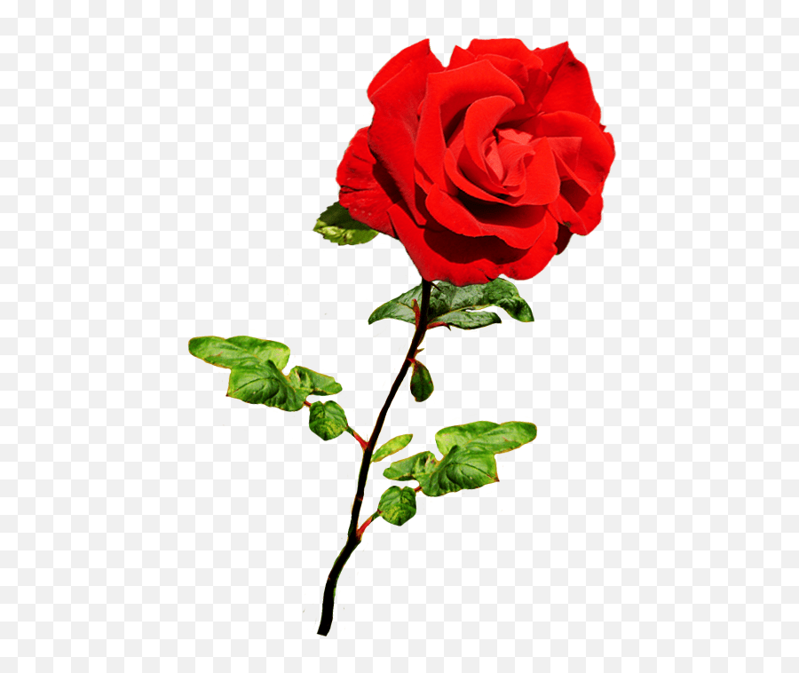 Free Dead Flowers Png Download Free Rose Valentine Png Emoji,Dying