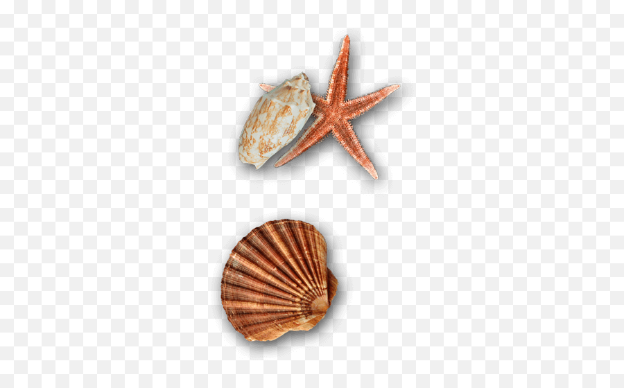 Coastal Aesthetics Shell Emoji,Clam Shell Emoji free transparent