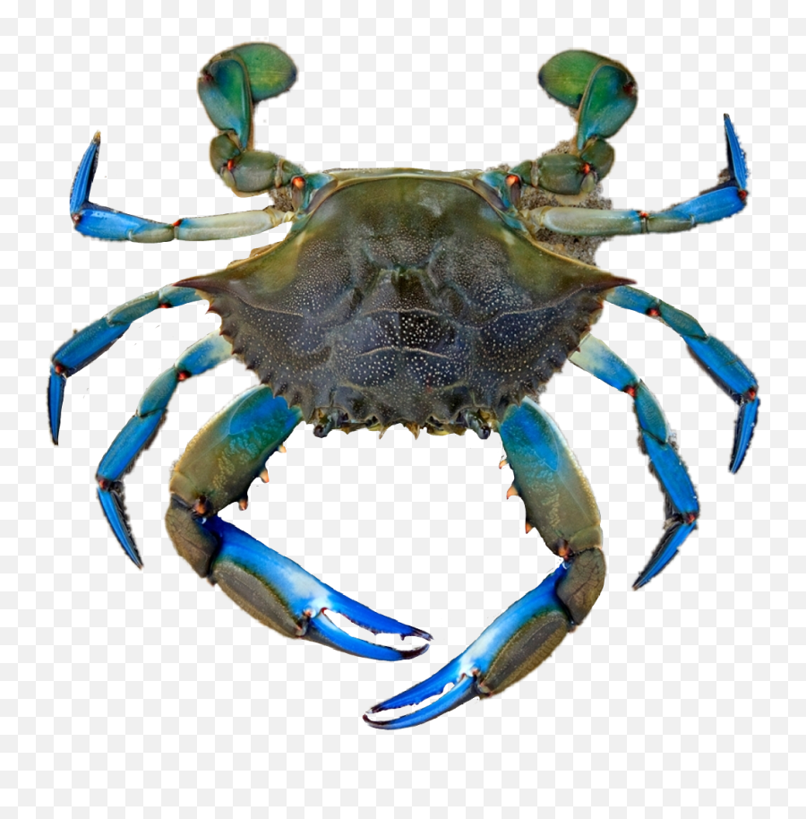 Crab Chesapeake Blue Crab Emoji,Crab Emoji Meme free transparent emoji