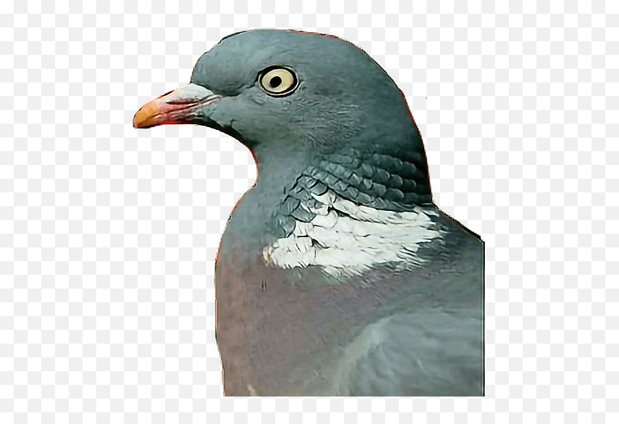 Pigeon Bird Birds Grey London England Feather Feathere Stock Dove